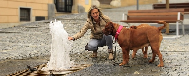 femme française promenant son chien